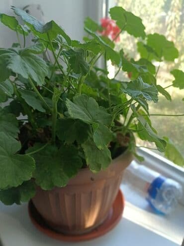 фикус бишкек: Продаю комнатные цветы. Цены разные — 9