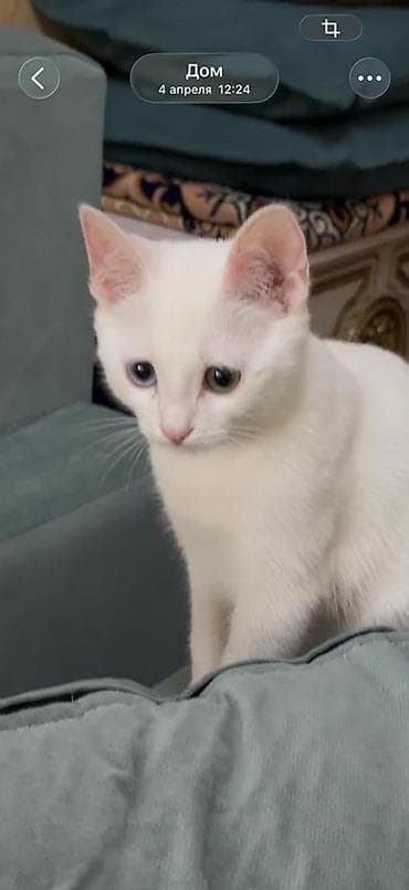 котенок турецкой ангоры: Белоснежные котята - Порода: домашние короткошёрстные - Окрас — 1