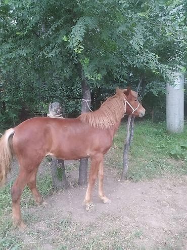 аванта кошка: Продаю | Жеребенок — 2