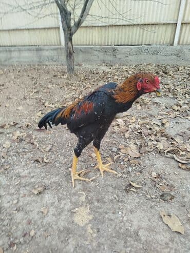 дойни корова: Продаю | Куры — 5