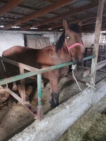 куры доминанты: Продаю | Кобыла (самка) | Для разведения — 5