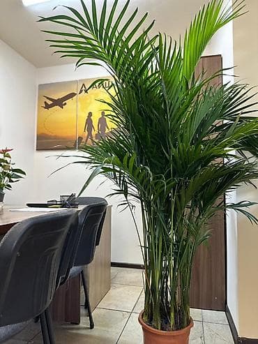 Пальмалар: Арека-пальма (Chrysalidocarpus/Areca dypsis) в декоративном горшке — 1