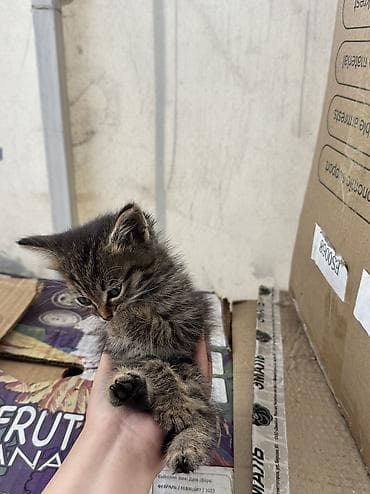 отдам даром котенка бишкек: Кошка даром: Беспородная, 1 месяц, Мальчик — 2