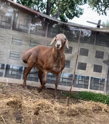 Ветеринар кызматы: Сатам | Кочкор (эркек) | Арашан | Көбөйтүү үчүн | Асыл тукумдуу — 5