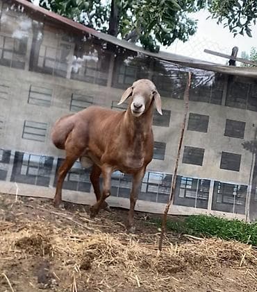 гисар овцы: Продаю | Баран (самец) | Арашан | Для разведения | Осеменитель — 3