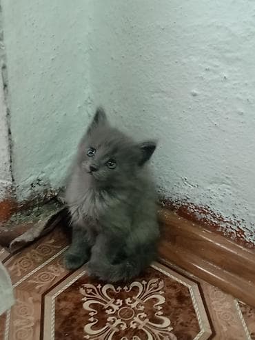 домашний животные: Кошка даром: Беспородная, 1 месяц, Девочка — 1