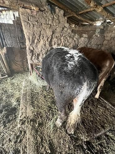 продам бычка: Продаю | Бык (самец) | На откорм | Племенные — 2