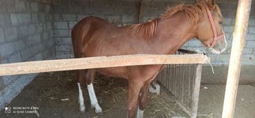 дом для котов: Сатам | Жылкы (эркек) | Жумушка — 2