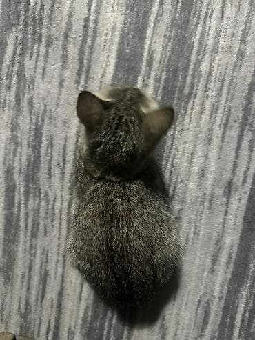 грызуны домашние: 🐱 Отдам котят в добрые руки БЕСПЛАТНО! Даром 😔💔. Очень срочно! Ищем — 6