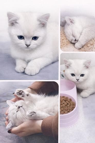 шотландская короткошерстная кошка: Очаровательная девочка скоттиш-страйт ищет заботливый дом 🐾 Возраст — 1