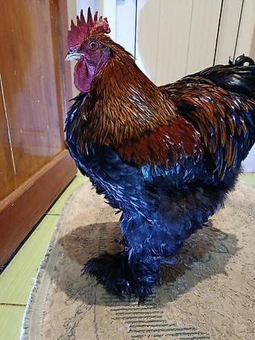 Продаются петухи породы кохинхин оченнредкие окрасы Полосатый лимон at lalafo.kg Продаются петухи породы кохинхин оченнредкие окрасы Полосатый лимон