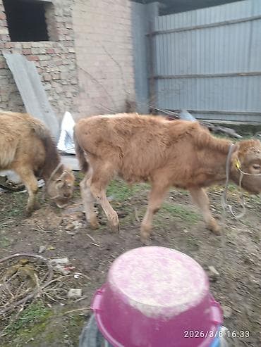 Уйлар, букалар: Сатам | Бука (эркек) — 8