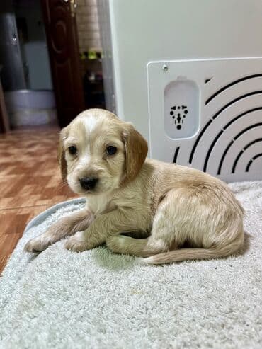 вязка алабай: Кокер-спаниель, 1 месяц, Самец — 9