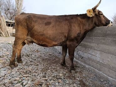 Собаки: Продаю | Корова (самка) | Швицкая | Для молока | Стельные — 4