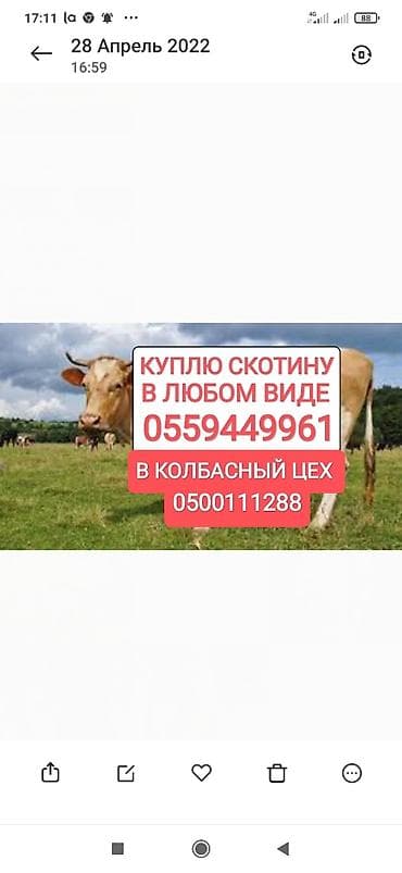 Колбаса цехи : Уйлар, букалар, Жылкылар, аттар, | Күнү-түнү, Бардык шартта, Союлган lalafo.kg да Колбаса цехи : Уйлар, букалар, Жылкылар, аттар, | Күнү-түнү, Бардык шартта, Союлган