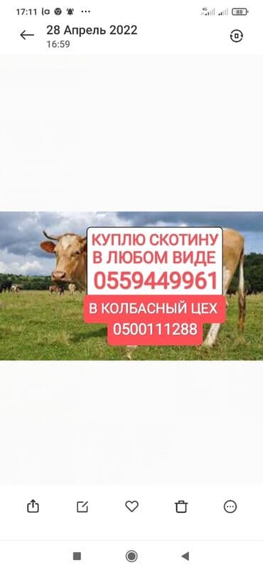 купить измельчитель травы и сена: Куплю | Коровы, быки, Лошади, кони | Забитый, Круглосуточно, Любое состояние — 1