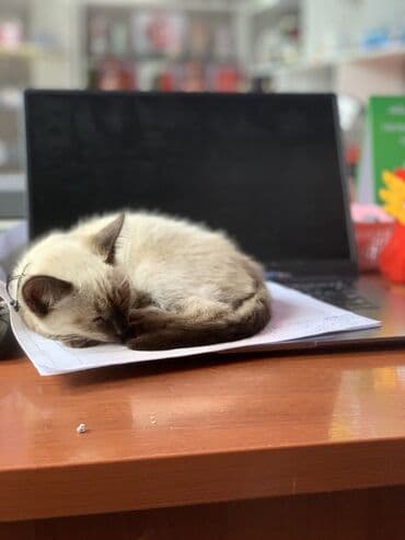 дом для котов: Возраст 6 месяцев — 1