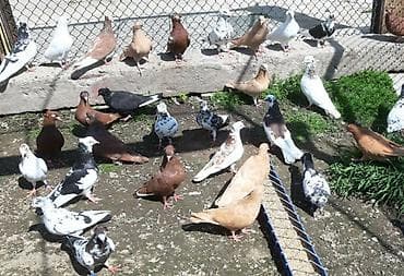 голубеи: Бакинские пара 800. Сиреневый голуб играет 1500 сом. Пара игровые — 1