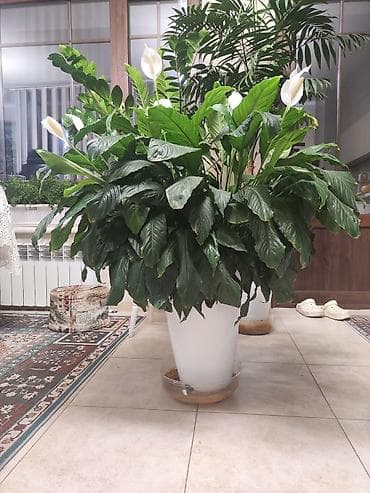 спатифиллум: Крупный комнатный цветок Спатифиллюм (Spathiphyllum), пышный куст в — 3