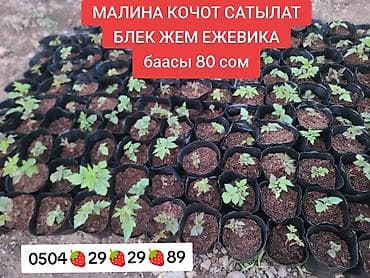 Саженцы ежевики Black Gem (в горшочках). Особенности: - сорт Black