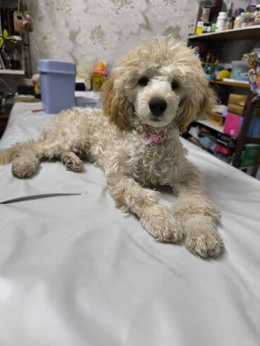 американский питбуль: Пудель, 4 месяца, Самка, С прививкой — 1