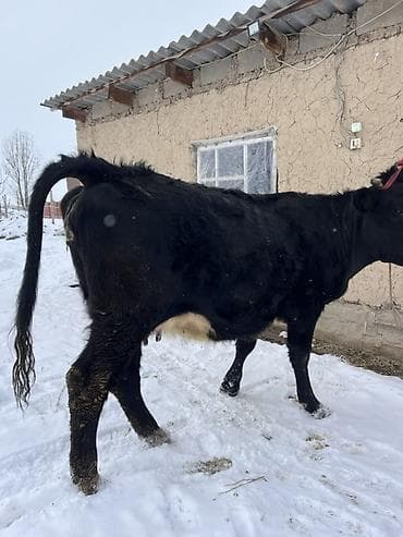 бээ байтал тай: Продаю | Корова (самка) | Полукровка, Ангус | Для молока | Привязанные — 2
