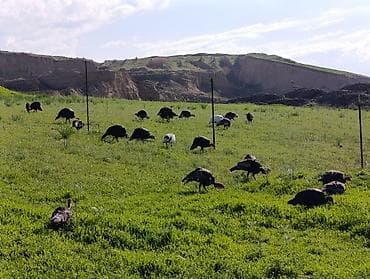 домашние рыбки: Индюктар сатылат келишим баада Сокулук районунда — 2