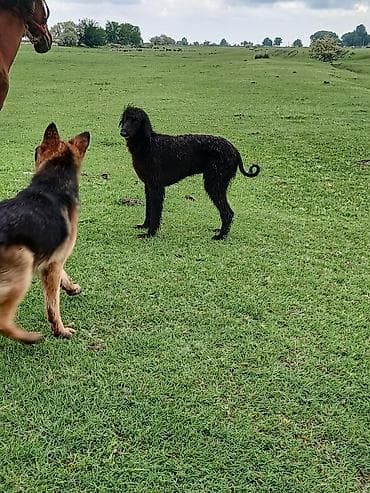 Собаки: Порода: борзая (тип восточной/азиатской линии), окрас чёрный — 3