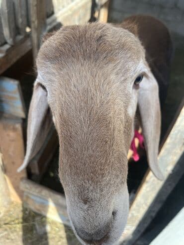 необычные животные: Продаю | Баран (самец) | Арашан | Для разведения | Племенные — 5