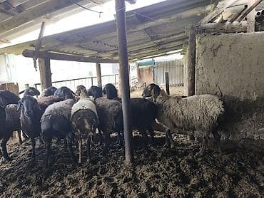 кочко: Продаю | Овца (самка) | Полукровка | Для разведения — 10