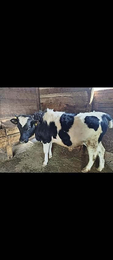 дакан бойцовый: Продаю | Бык (самец) | Полукровка | На откорм | Привязанные — 1