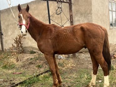 собачий дом: Сатам | Жылкы (эркек) | Жумушка | Асыл тукумдуу — 6