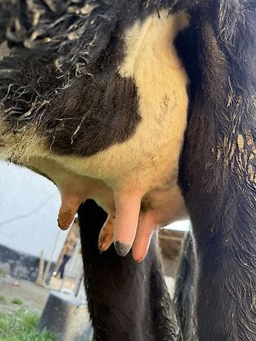 инкубационные яйца перепелов: Продаю | Корова (самка) | Для молока | Привязанные — 3