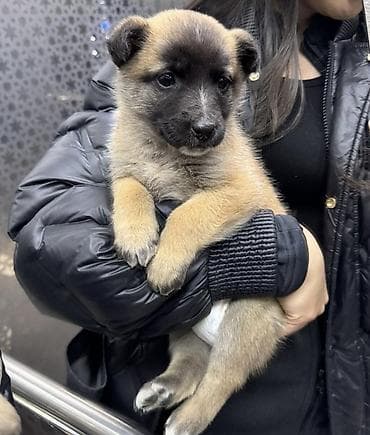 Собака даром: Дворняжка, 3 месяца, Самка