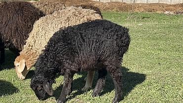 продаю овец: Продаю | Овца (самка) | Для разведения — 1