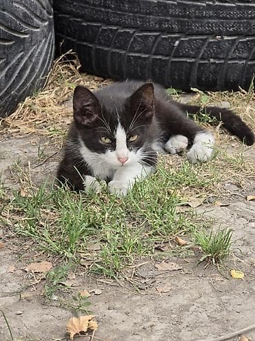 кошки бенгальские: Котята, возможны разные окрасы. На фото представлены: - рыжий котёнок — 5
