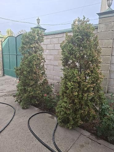 крымская сосна цена: Продаю туя 3 шт. ( одна 3 м. отличная и две 2 м. ) самовывоз, за — 3