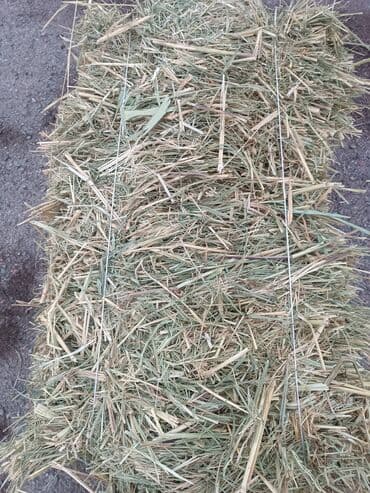 Солома ячменьняя с мелкими камышами и травами в тюках. Тюки мощные под