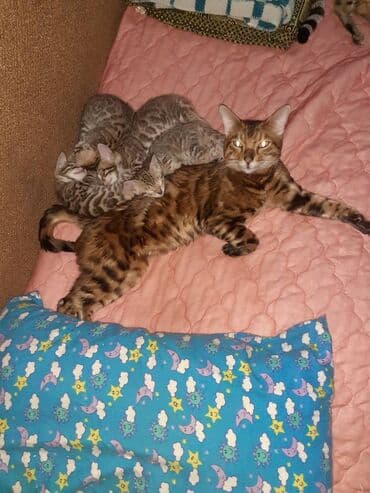 бенгальская кошка окрасы: Бенгальская, 1 месяц, Мальчик, Черепаховый, Приучена к лотку — 5