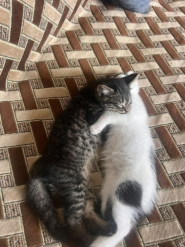 котята в канте: Отдаём котят в добрые и заботливые руки! 🐾 Котята очень ласковые — 4