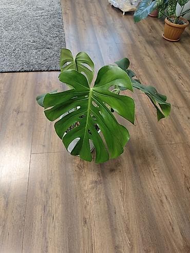 Монстера делициоза (Monstera deliciosa) - Крупные рассечённые листья