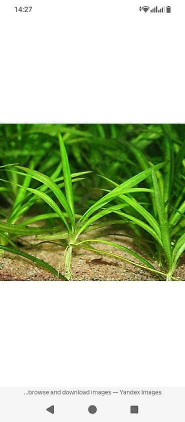 внешние фильтры для аквариума: Продаю аквариумные растения,элеохарис живородящий,30 сом — 3