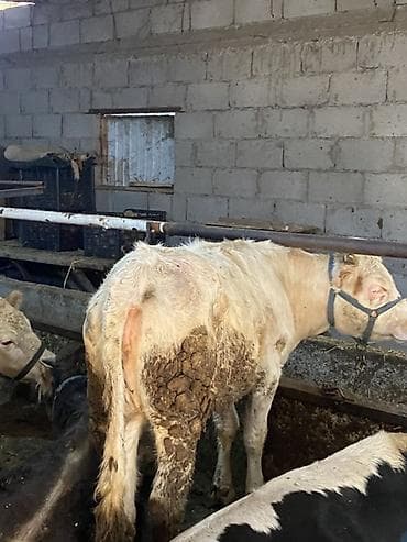 породистый теленок: Продаю | Бык (самец) | Шароле | На откорм | Привязанные — 3