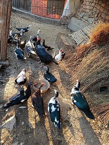 Зоотовары: Мускусные утки (индоутки), разный окрас: черный, черно-белый — 4