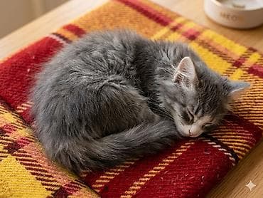 scottish fold: Пушистое счастье в ваш дом! Очаровательные котята ищут семью 🐾 — 4