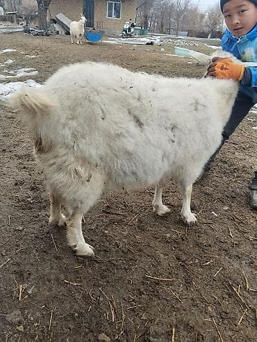 Продаю | Коза (самка) | Для молока at lalafo.kg Продаю | Коза (самка) | Для молока