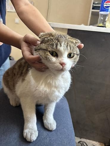 тайган собаки: Шотландская вислоухая кошка (Scottish Fold) - Окрас: бело-тигровый — 4