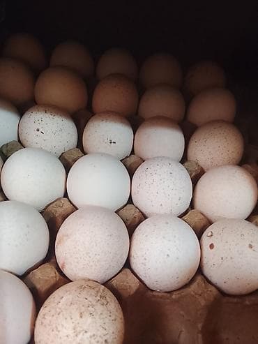 Куриные яйца в лотках. - Натуральные столовые яйца, белые и кремовые