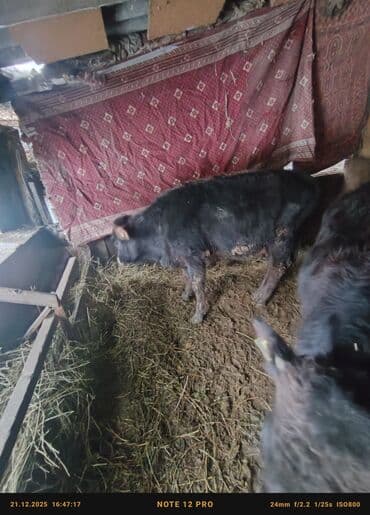 ящик бишкек: Сатам | Бука (эркек) | Бордоп семиртүү үчүн | Байланган — 7