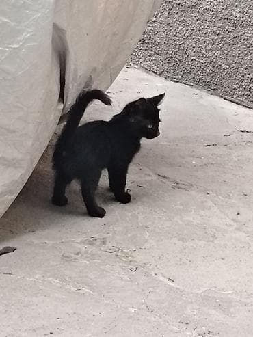 Животные: Кошка даром: Сиамская, 2 месяца, Девочка, Приучена к лотку — 4